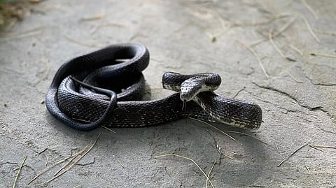 It all started a day before when the people at Worcester Airfield saw a Cape cobra lying underneath the wing during the preflight procedure.