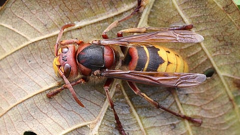 Hornets are the largest of the social wasps; they play important ecological roles as top predators of other insects