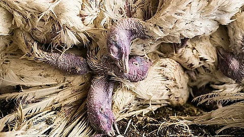 H5N1, was first identified as a threat to people during a 1997 outbreak in Hong Kong, when visitors to live poultry markets caught it.