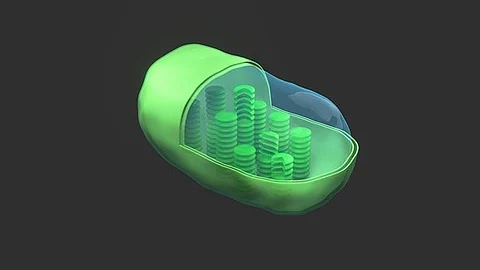 In plants, chloroplasts use sunlight to convert water and carbon dioxide into glucose