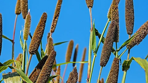 The United Nations General Assembly, recognising the growing importance of millets, declared the year 2023-24 as the Year of Millets