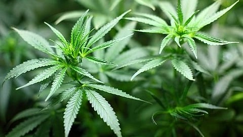 The police launches special drives each year to destroy cannabis cultivated illegally over hundreds of acres