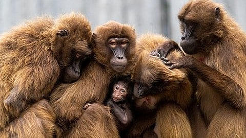 The investigators transferred embryo-like structures into the uteruses of female monkeys and determined that the structures were able to implant and elicit a hormonal response similar to pregnancy.