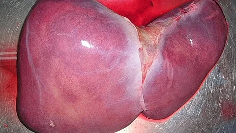 The liver is a very strong organ which can handle minor injuries by itself