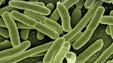 The role of gut bacteria in promoting health and protecting against chronic diseases later in life is well-established