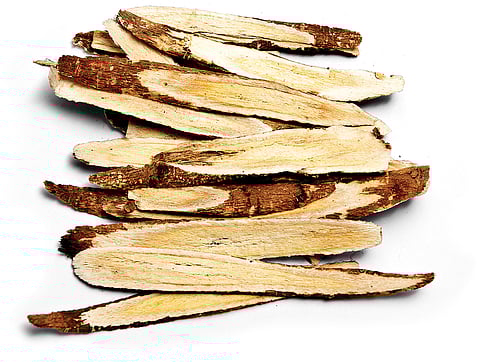 Astragalus: An Anti-oxidant that Promotes the Growth of Telomeres
