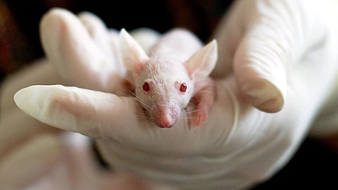 Researchers from the University Hospital Carl Gustav Carus in Dresden, Germany, replaced the gene Cyp21a1 in mice with the human gene CYP21A2 carrying a mutation.