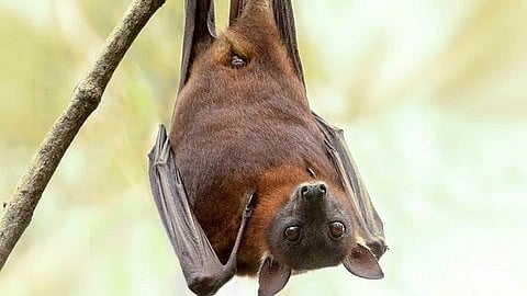 Bats have attracted great attention as a likely reservoir of the SARS-CoV-2 virus responsible for the Covid-19 pandemic.