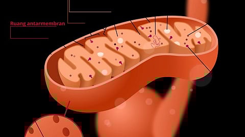 Mitochondrial diseases are caused by inherited mutations in the DNA contained in mitochondria -- tiny structures present in every cell that generate energy.