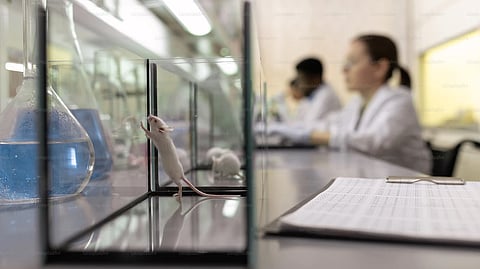 Mice with cancer whose intestines had been seeded with certain gut microbes had levels of RGMb on their T cells six times lower than animals with microbe-free guts and responded to anti-PD-L1 or anti-PD-1 therapy.