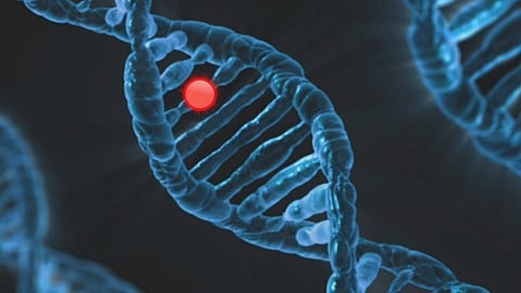 About half of the cells age through a gradual decline in the stability of DNA, where genetic information is stored.