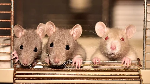 The researchers used an antibody to block the activity of PGSL-1 in mice with immunotherapy-resistant melanoma