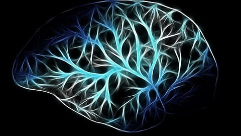 Conscious-like Activity was detected in the so-called hot zone of neural correlates of consciousness in the brain, the junction between the temporal, parietal and occipital lobes in the back of the brain.