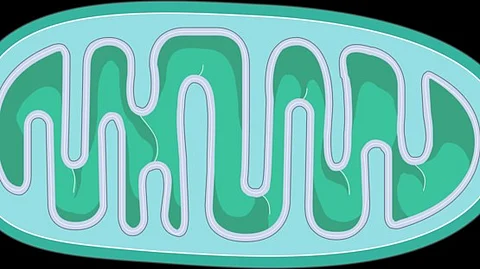 Mitochondria are important for providing energy to cells in the body. When genes responsible for mitochondrial function are mutated
