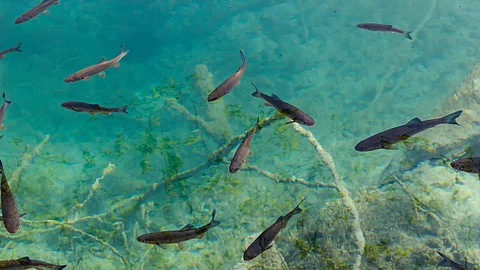 Patients receive treatment at the "Fish Prasadam" event by ingesting live fish mixed with a medicinal paste. (Representational Image: Unsplash)