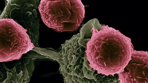 One way that cells prepare to divide into two is by duplicating their contents, including chromosomes
(Unsplash)