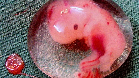The scientists grew the embryonic stem cells in culture and then transferred it into a rotating bottle that acted as an artificial uterus.
(Wikimedia commons)
