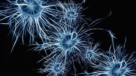 Lactate plays a critical role in guiding neural stem cells into specialized neurons, shedding light on the brain's developmental processes (Pixabay)