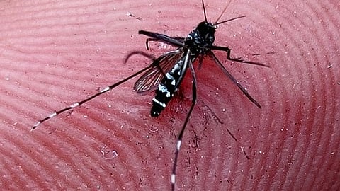Aedes aegypti- Vector for Dengue Fever (Representational Image: Wikimedia Commons)