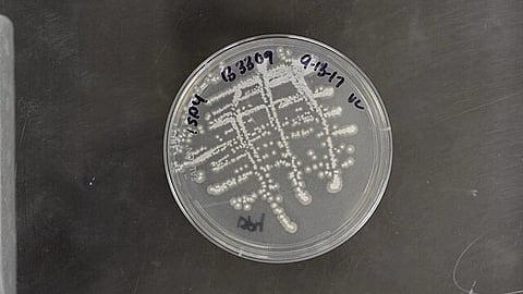 Streptomyces, a gene of bacteria that is the source of the majority of antibiotics of natural origin (Wikimedia Commons)