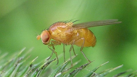 The study revealed that in fruit fly brains, these neurons secrete a substance called tachykinin, which seems to govern the fly's movements in order to evade potential threats. (Wikimedia Commons)