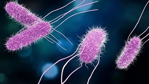New packaging tray has been created that can signal Salmonella or other dangerous pathogens present in food packages. ( Unsplash)