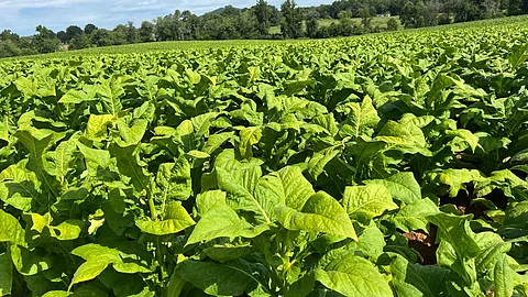 22nd Century says it used a patent
-
protected process
to control nicotine biosynthesis in the
tobacco plant so that an entire pack of the company’s cigarettes has about as much nicotine as
one Marlboro. But anti
(22
nd
Century Group)