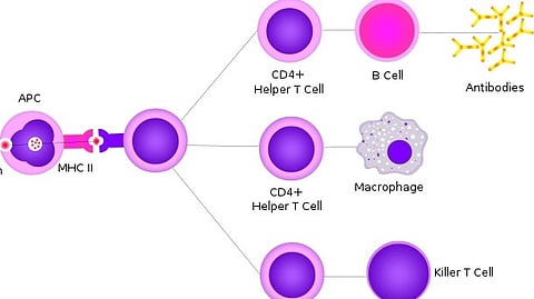 Scientists have long known that the immune system played a key role in our reactions to allergens and pathogens in the environment, but it was unclear whether it played any role in prompting these types of behaviors towards allergic triggers. (Wikimedia commons)
