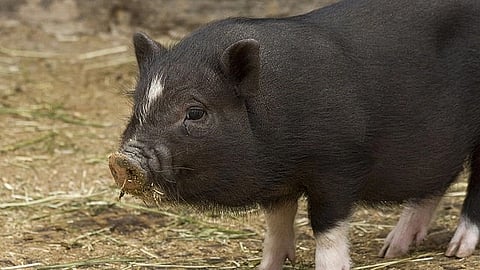 Researchers are using pigs genetically modified so their organs better match human bodies. (Wikimedia Commons)