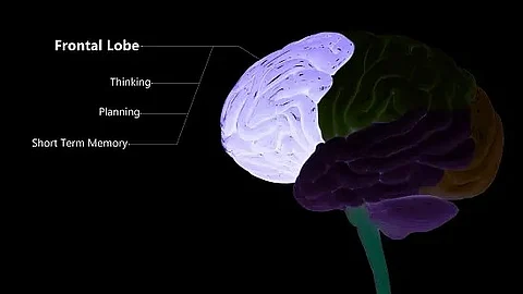 Reduced grey matter in frontal lobes linked to teenage smoking and nicotine addiction (Representational Image: Unspalsh)