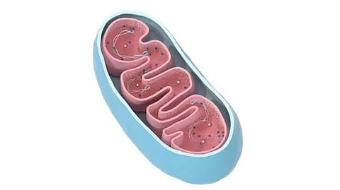 Revolutionizing Kidney Transplants: Mitochondrial Transplantation Offers Hope for Addressing Organ Shortage (Representational Image: Pixabay)