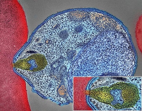 Malaria Parasite Connecting to Human Red Blood Cell (Wikimedia Commons)