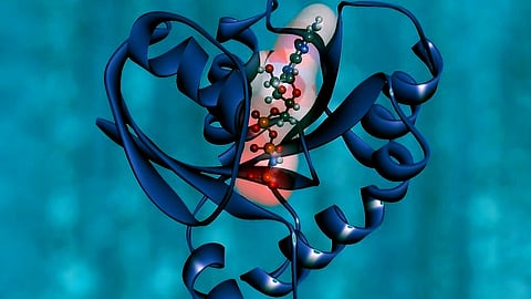 According to growing evidence, humanin and other similar microprotein have a key play role in age-related conditions, including Alzheimer's disease. (Image source- Unsplash)