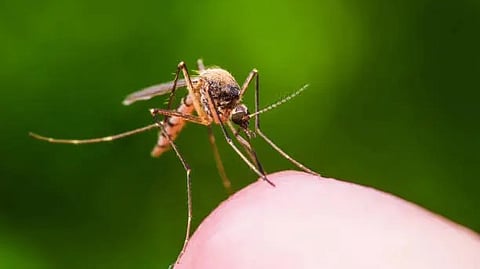 There is no vaccine for dengue, and traditional prevention methods, such as insecticides and bed nets, have been largely ineffective. (Pixabay)