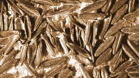 A close-up view of a cluster of mosquito larva, showcasing their varied shapes and textures against a neutral background.