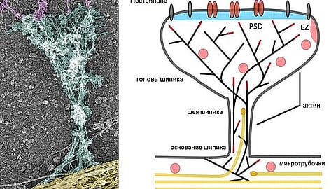 Cytoskeletal organization of dendritic spines (Wikimedia Commons)