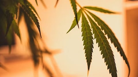 As the use of medical and recreational marijuana, prescription and non-prescription cannabinoid and other cannabis products increases, scientists are warning consumers of potentially negative medical effects (Unsplash)