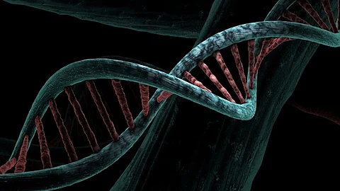 A gene sequencing method called ribosome profiling has expanded our understanding of the human genome by identifying previously unknown protein coding regions (Representational Image: Pixabay)