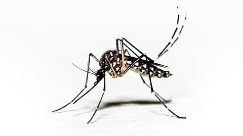 Sisir Radar is a Kolkata-based space technology startup utilizing cutting-edge hyperspectral imaging technology to detect mosquito breeding grounds.
(Representational image: Pixabay)