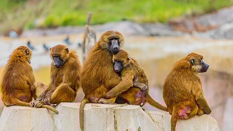 Researchers from the University of Sheffield have found poo from endangered animals could be the source of a potential new treatment for the infectious bacteria that cause diabetic foot ulcers. (Representational Image: Unsplash)
