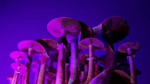 Psilocybin is a naturally occurring psychedelic substance found in so-called "magic mushrooms."(Representational Image: Unsplash)