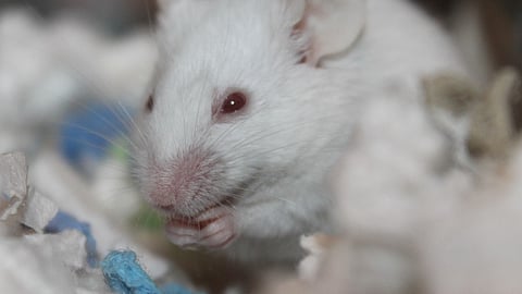 The offspring of male mice that consumed aspartame demonstrated spatial learning and memory deficits over the course of a controlled 16-week exposure. (Representational Image: Unsplash)