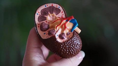 McCowan’s life has revolved around organ transplants. She’s a doctoral candidate studying human behavior in Dallas who has survived two kidney transplants. (Representational Image: Unsplash)