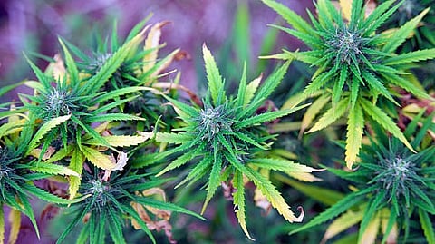 Hundreds of weeds found illegally advertised online in Australia (Representational Image: Unsplash)