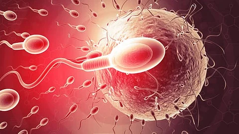 Common metaphor used to describe human fertilization, sperm cells are competitors racing to penetrate a passive egg (Representational Image: Unsplash)