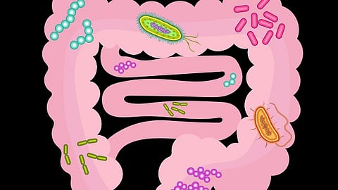 Short-chain fatty acids (SCFAs) produced by intestinal bacteria are responsible for initiating the extension of dendrites into the intestinal lumen by dendritic cells. (Representational Image: Wikimedia Commons)