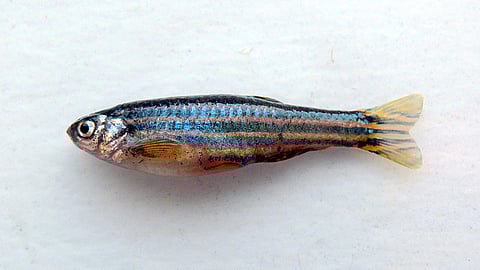 Impact of substances on zebrafish embryos shows how the prenatal development of human facial features might also be affected (Representational Image: Wikimedia Commons)