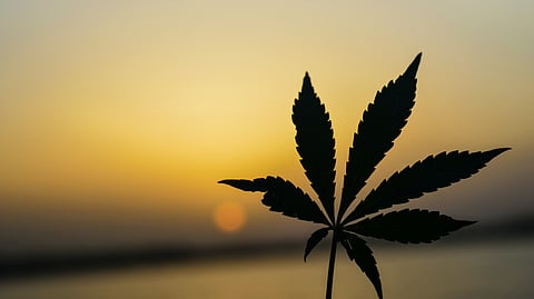 The past decade has seen a significant increase in marijuana use among U.S. college students. (Representational Image: Unsplash)