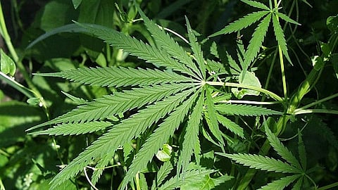 Cannabis use disorder may be linked to increased risk of cardiovascular disease (Wikimedia Commons)