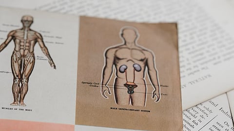 Researchers from Heidelberg and London decode genetic programmes that underlie the development of sex-specific characteristics of mammalian organs
(Representational Image :Unsplash)